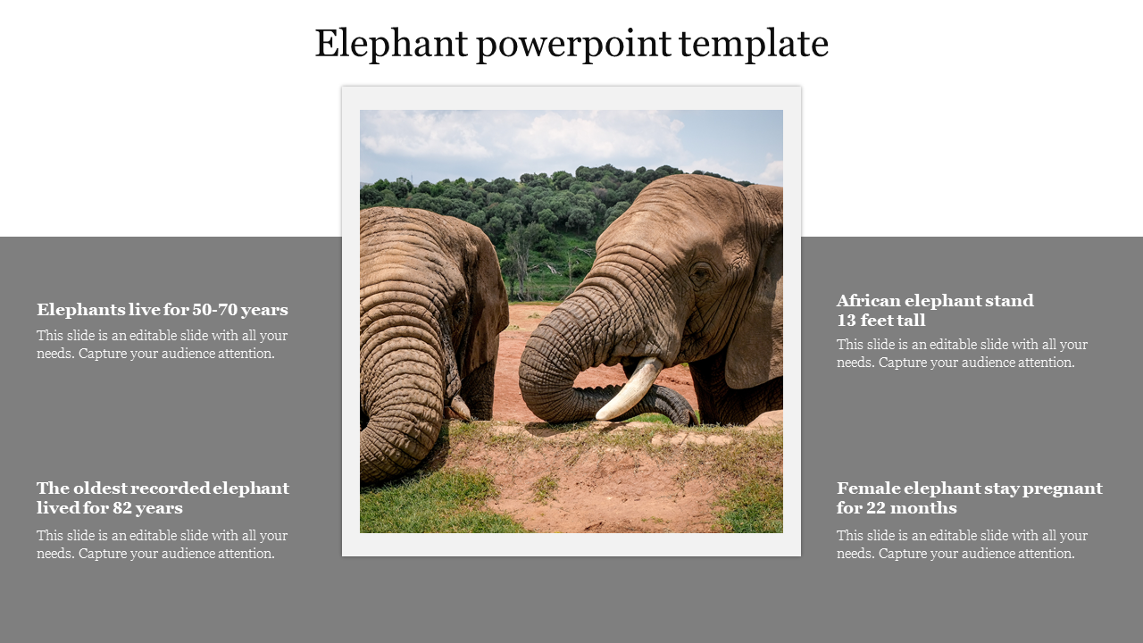 Elephant powerpoint template